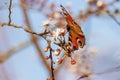 Peacock flies to the flowers of a plum tree and drinks the nectar Royalty Free Stock Photo