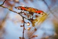 Peacock flies to the flowers of a plum tree and drinks the nectar Royalty Free Stock Photo