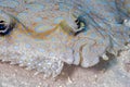 Peacock flounder,Bothus mancus Royalty Free Stock Photo