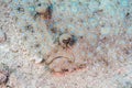 Peacock flounder, Bothus mancus