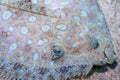 Peacock flounder ,Bothus mancus Royalty Free Stock Photo