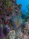 Peacock flounder,Bothus mancus Royalty Free Stock Photo