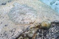 Peacock flounder,Bothus mancus Royalty Free Stock Photo