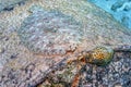 Peacock flounder,Bothus mancus,flowery flounder