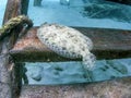 Peacock flounder,Bothus mancus