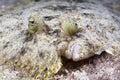 Peacock flounder