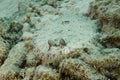 Peacock Flounder Hiding in the Sand - Roatan Royalty Free Stock Photo