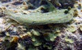 Peacock flounder side view closeup Royalty Free Stock Photo