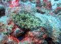 A Peacock Flounder in Full Camouflage