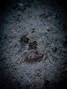 Peacock flounder (Bothus lunatus) hiding in the sand in the Carribbean, Roatan, Bay Islands, Honduras Royalty Free Stock Photo