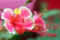 Peacock Flower (Caesalpinia pulcherrima)