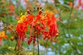 Peacock flower (Caesalpinia pulcherrimais) taken in USF botanic garden Royalty Free Stock Photo