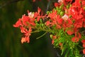 Peacock flowers