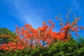 Peacock flowers