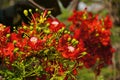 Peacock flowers in sunlight