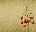 Peacock flowers on tree Royalty Free Stock Photo