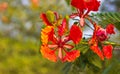 Peacock flowers