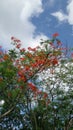 Peacock flowers tree under bright blue sky Royalty Free Stock Photo