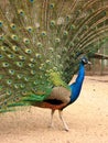 Peacock with flowing tail, profile Royalty Free Stock Photo