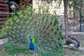 Peacock with flowing tail. Zoo with animals.