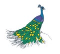 Peacock with folded train on its back. Male peafowl, tropical bird. Realistic drawing of Asian Indian feathered animal