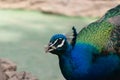 Peacock with food in its beak