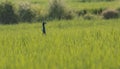 Peacock foraging in a paddy field, with visible head and hidden body
