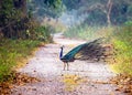 Peacock on a Forest Path Royalty Free Stock Photo