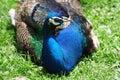 Peacock found in the bird park Royalty Free Stock Photo