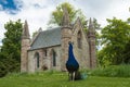 Peacock in front of abbey in Perth Scotland Royalty Free Stock Photo