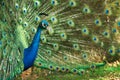 Peacock Full Bloom