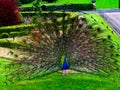 Peacock in full display