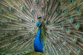 Peacock in Full Display