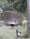 Peacock full open feathers from behind at Buenos Aires Argentina zoo park