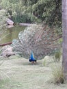 Peacock full open feathers from front at Buenos Aires Argentina zoo park