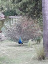 Peacock full open feathers from front at Buenos Aires Argentina zoo park