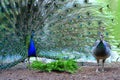 Peacock in full plumage attracting female Royalty Free Stock Photo