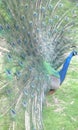 Peacock full plume male beautifull fota wildlife Park Cork Ireland