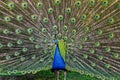 Peacock full spreading tail