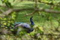 Peacock on the garden - Alhambra