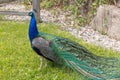 peacock on grass Royalty Free Stock Photo