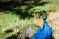 Peacock in grass on a sunny day