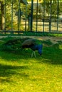 Peacock on the grass surrounded by fences in a park under the sunlight Royalty Free Stock Photo