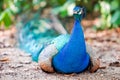 Peacock Royalty Free Stock Photo