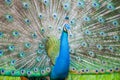 Peacock Royalty Free Stock Photo