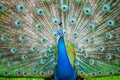 Peacock Royalty Free Stock Photo