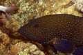 Peacock grouper Royalty Free Stock Photo