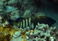 Peacock Grouper Royalty Free Stock Photo