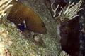 Peacock grouper (cephalopholis argus) Royalty Free Stock Photo