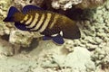 Peacock grouper (cephalopholis argus)